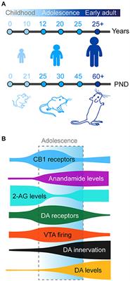 The role of dopamine and endocannabinoid systems in prefrontal cortex development: Adolescence as a critical period